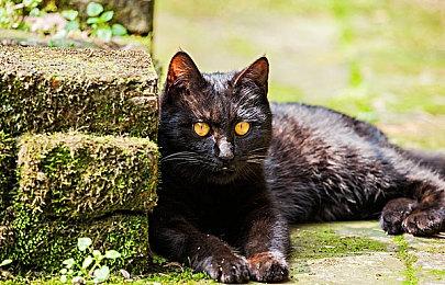 V社确认Steam Deck将按时在2月发售